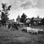 Cove Farm was a working farm overlooking White Beach